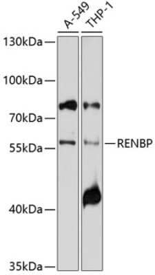 Western Blot: RENBP AntibodyBSA Free [NBP2-95119]