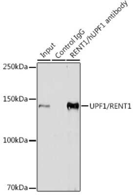 Immunoprecipitation: RENT1/UPF1/hUPF1 Antibody (5D5C4) [NBP3-16544]