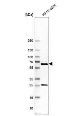 Western Blot: REPIN1 Antibody [NBP1-89059]