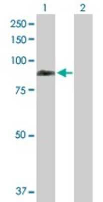 Western Blot: REPS1 Antibody [H00085021-B01P]