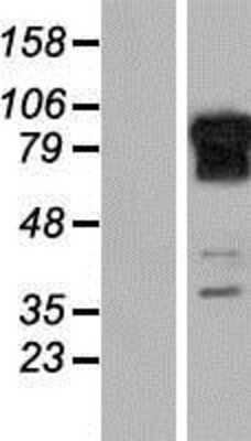 Western Blot: REPS1 Overexpression Lysate [NBP2-06102]