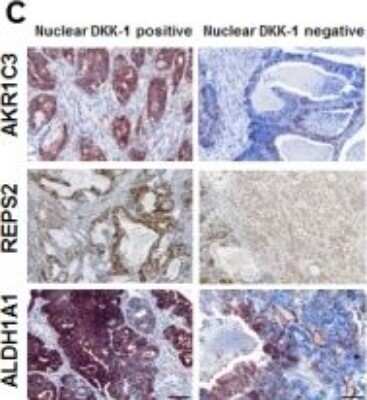 Immunohistochemistry: REPS2 Antibody [NBP1-80891]