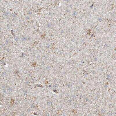 Immunohistochemistry-Paraffin: REPS2 Antibody [NBP1-80891]