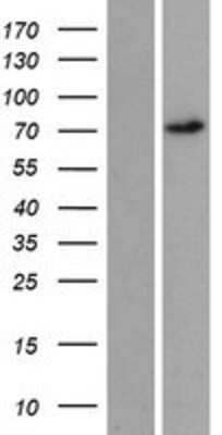 Western Blot: REPS2 Overexpression Lysate [NBP2-08414]