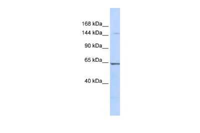 Western Blot: RERE Antibody [NBP2-85625]