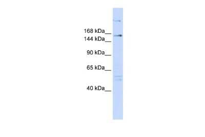 Western Blot: RERE Antibody [NBP2-85626]