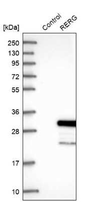 Western Blot: RERG Antibody [NBP1-82746]