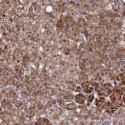 Immunohistochemistry-Paraffin: RERGL Antibody [NBP1-82115]