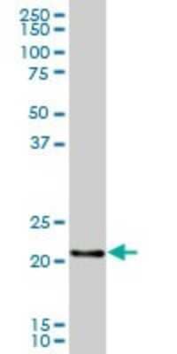 Western Blot: RERGL Antibody [H00079785-B01P]