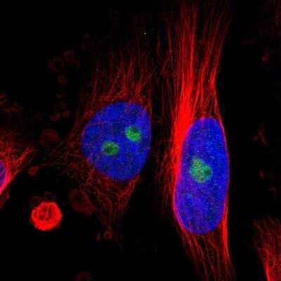 Immunocytochemistry/ Immunofluorescence: RESF1 Antibody [NBP1-90428]