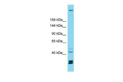 Western Blot: RESF1 Antibody [NBP2-84537]