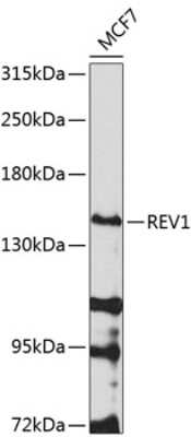 Western Blot: REV1 AntibodyBSA Free [NBP2-94696]