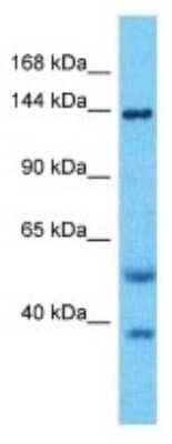 Western Blot: REV1 Antibody [NBP3-09940]