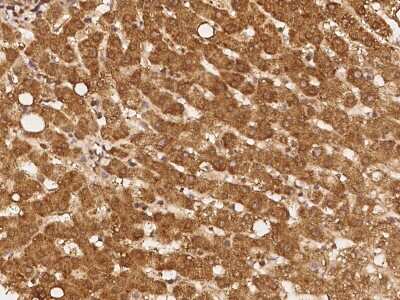 Immunohistochemistry-Paraffin: REXO1 Antibody [NBP2-98052]