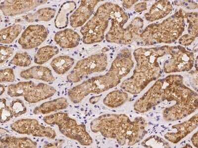 Immunohistochemistry-Paraffin: REXO1 Antibody [NBP2-98052]