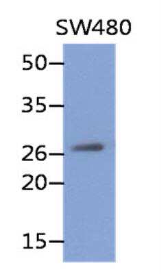 Western Blot: REXO2 Antibody (59D9)BSA Free [NBP2-42639]