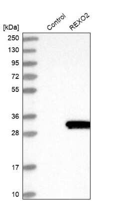 Western Blot: REXO2 Antibody [NBP1-85667]