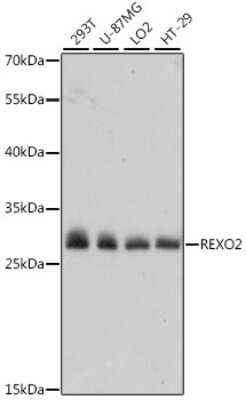 Western Blot: REXO2 AntibodyAzide and BSA Free [NBP2-93904]