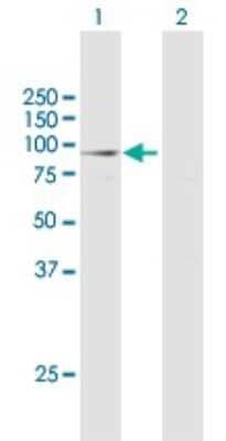 Western Blot: REXO5 Antibody [H00081691-B01P]