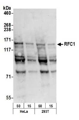 Western Blot: RFC1 Antibody [NB100-230]