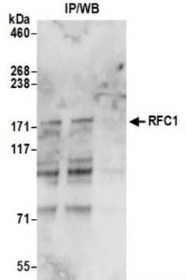 Western Blot: RFC1 Antibody [NB100-230]