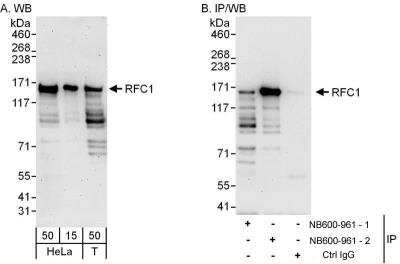 Western Blot: RFC1 Antibody [NB600-961]