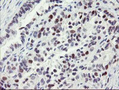 Immunohistochemistry-Paraffin: RFC2 Antibody (OTI4C11) [NBP2-03934]