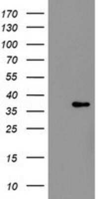 Western Blot: RFC2 Antibody (OTI4C11) [NBP2-03934]