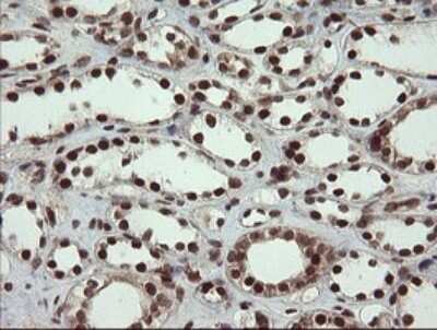 Immunohistochemistry: RFC2 Antibody (OTI2B2) - Azide and BSA Free [NBP2-73857]