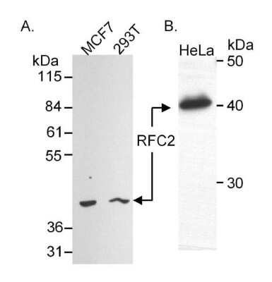 Western Blot: RFC2 Antibody [NB100-231]