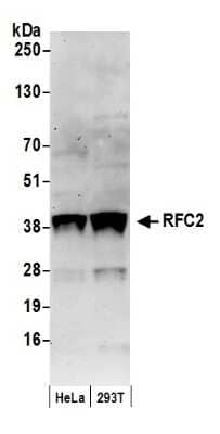 Western Blot: RFC2 Antibody [NB100-231]