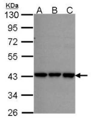 Western Blot: RFC2 Antibody [NBP1-32253]