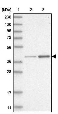 Western Blot: RFC2 Antibody [NBP1-89341]