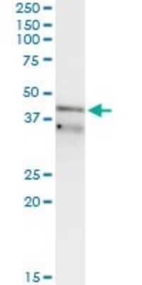 Immunoprecipitation: RFC3 Antibody (1C6) [H00005983-M01]