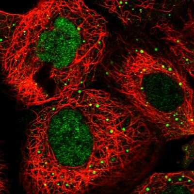 Immunocytochemistry/ Immunofluorescence: RFC3 Antibody [NBP1-82668]