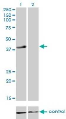 Western Blot: RFC4 Antibody (1C12) [H00005984-M01]