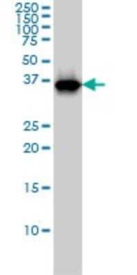 Western Blot: RFC4 Antibody (1C12) [H00005984-M01]