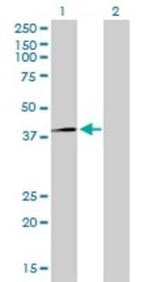 Western Blot: RFC4 Antibody (1C12) [H00005984-M01]