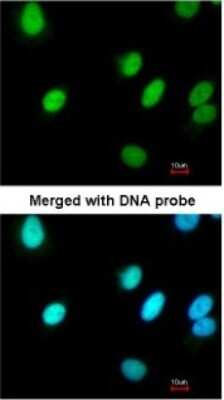 Immunocytochemistry/ Immunofluorescence: RFC4 Antibody [NBP1-33083]