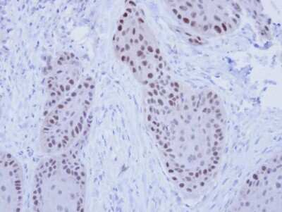 Immunohistochemistry-Paraffin: RFC4 Antibody [NBP1-33083]