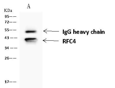 Immunoprecipitation: RFC4 Antibody [NBP2-97936]