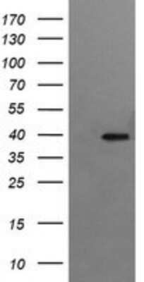 Western Blot: RFC4 Antibody (OTI1A8)Azide and BSA Free [NBP2-73859]