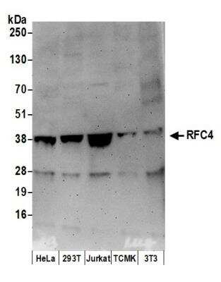 Western Blot: RFC4 Antibody [NB100-233]