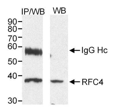 Western Blot: RFC4 Antibody [NB100-403]