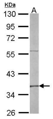 Western Blot: RFC4 Antibody [NBP1-33083]