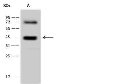 Western Blot: RFC4 Antibody [NBP2-97936]