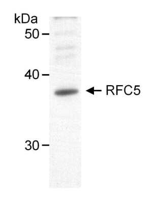 Western Blot: RFC5 Antibody [NB100-235]