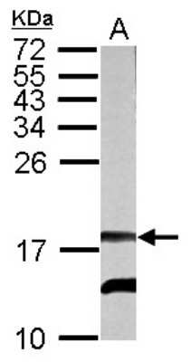 Western Blot: RFESD Antibody [NBP2-20136]