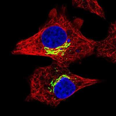 Immunocytochemistry/ Immunofluorescence: RFK Antibody [NBP2-37962]