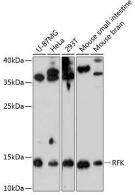 Western Blot: RFK AntibodyAzide and BSA Free [NBP2-93079]